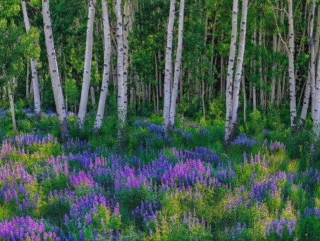 Aspen Impressions Online