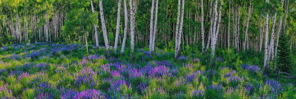 Aspen Impressions Online