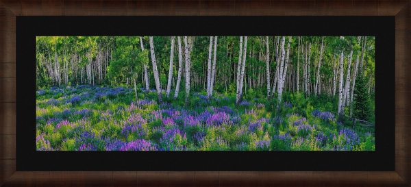 Aspen Impressions Online