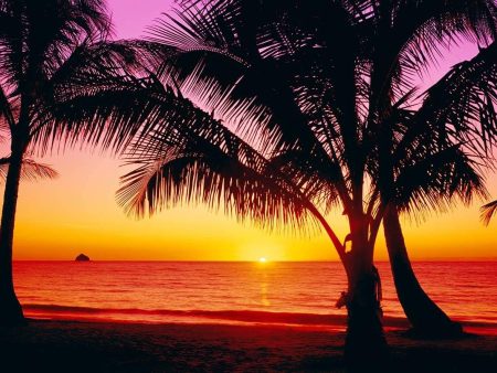 Palm Cove Sunrise on Sale