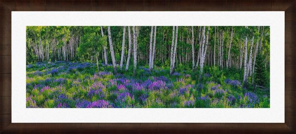 Aspen Impressions Online