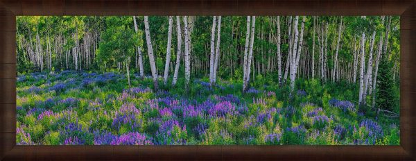 Aspen Impressions Online