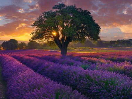 A Morning in France For Discount